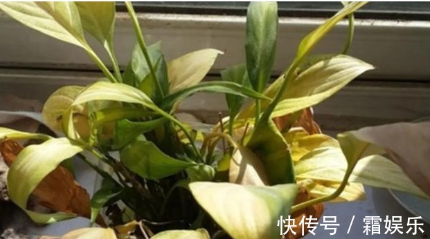 修剪|喜欢养花,先戒掉7个坏习惯,不然啥花也养不好,你占了几个