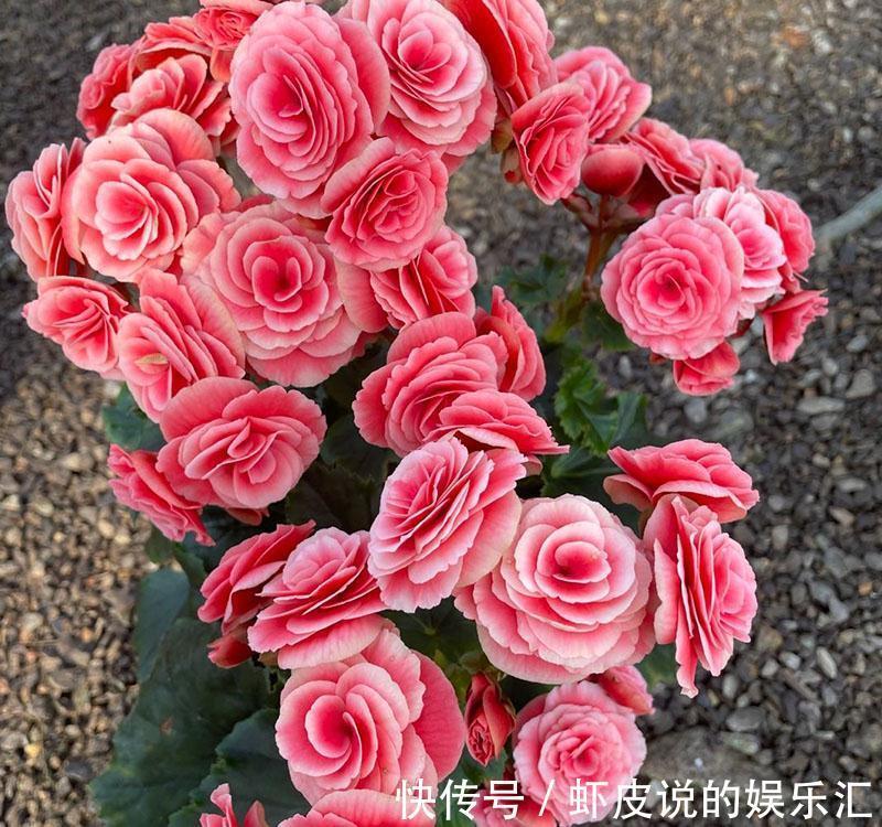 冬天花市“猫腻”多,5种“激素花”,多好看也别买,白白浪费钱