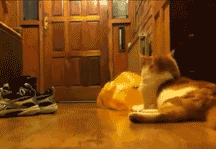 |搞笑动图:猫爪乱舞,别以为我好欺负!