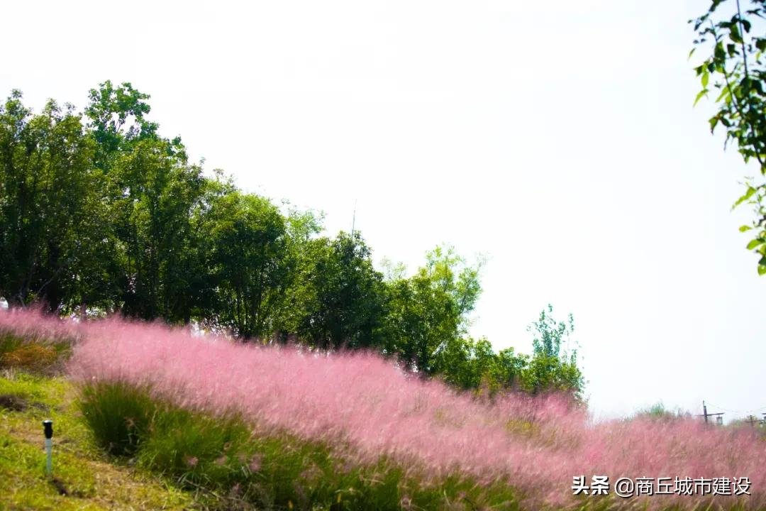 粉红色的回忆|太浪漫：商丘小伙，赶紧带你相中的那个她来打卡