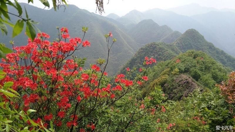 山上开遍映山红