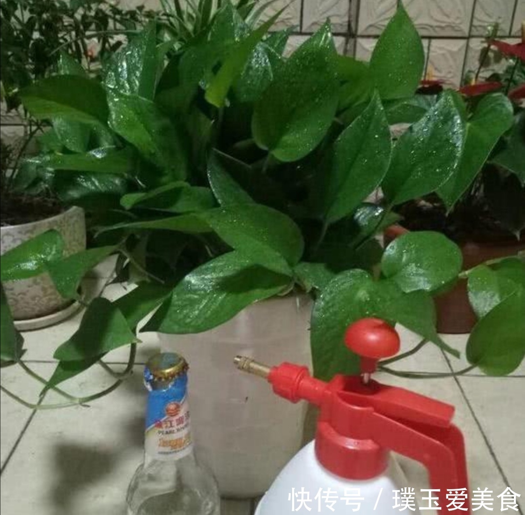 花盆|用2种水浇绿萝,植株枝叶疯长,一个月爆满花盆