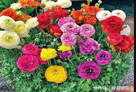 阳台|以下几款花草，四季有花开，花量多，阳台变花园，南方北方都能养