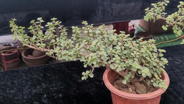 养金枝玉叶,怎样修剪、整形,才能把它打造成更美观的盆景