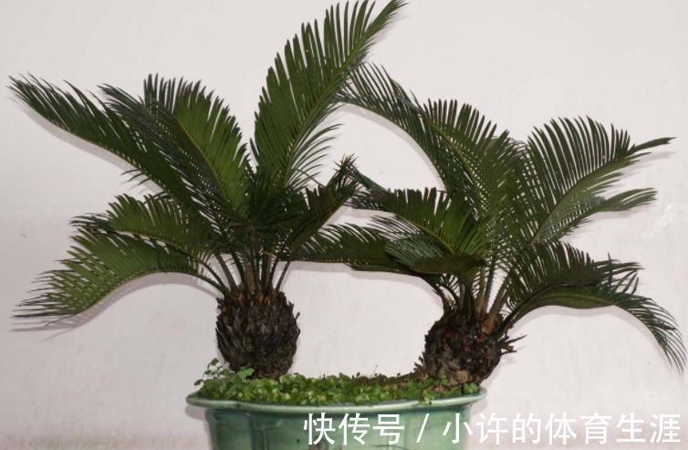 栽植株|家中该常备这种磷钾肥,养花能催花,盆栽则可改变土壤酸碱性