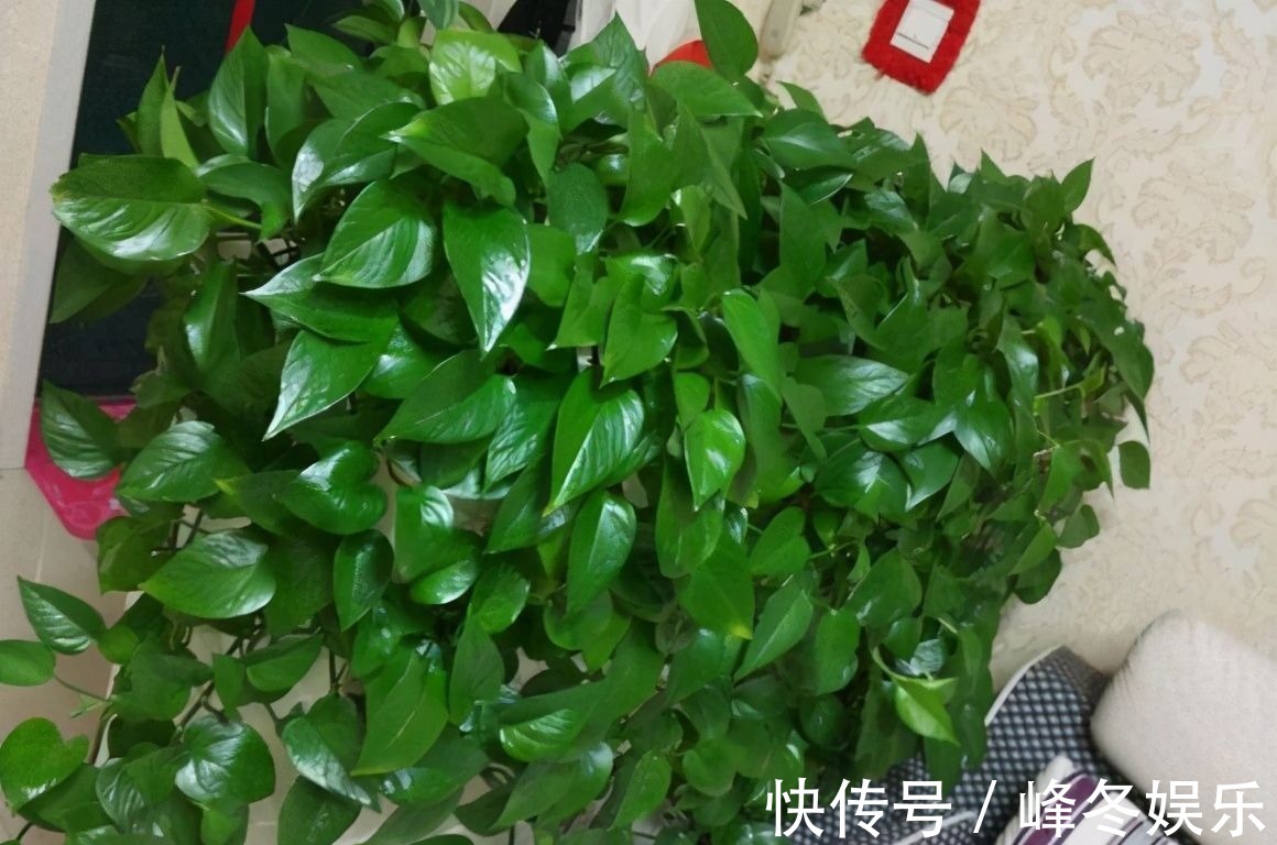 冬天|冬天浇花的“4个坏习惯”,看你有没有?难怪花卉烂根