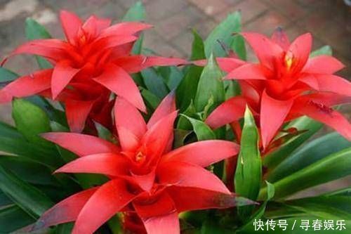 有钱人最喜欢这3种“花”,摆在家里镇宅旺财,四季常青开花不断