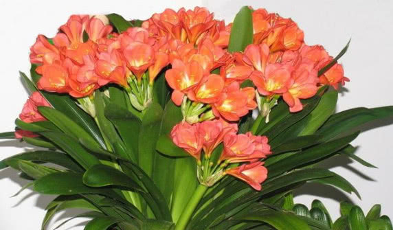 养君子兰，记住3个“要领”，一年开花2次，盆盆开花几十朵