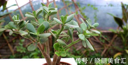 家养玉树的修剪，咔嚓两剪子，颜值整容式提升