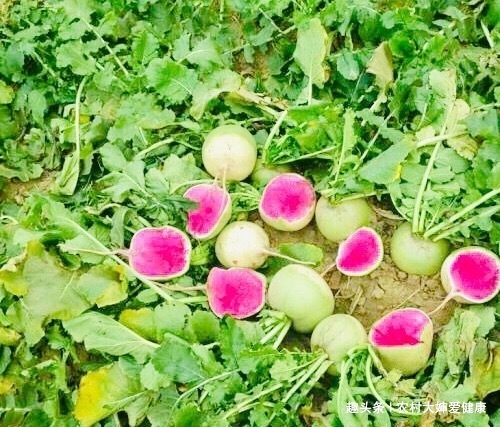 月经不调|女性月经不调，莫慌！多食此“调经菜”，防妇科病，为子宫消毒