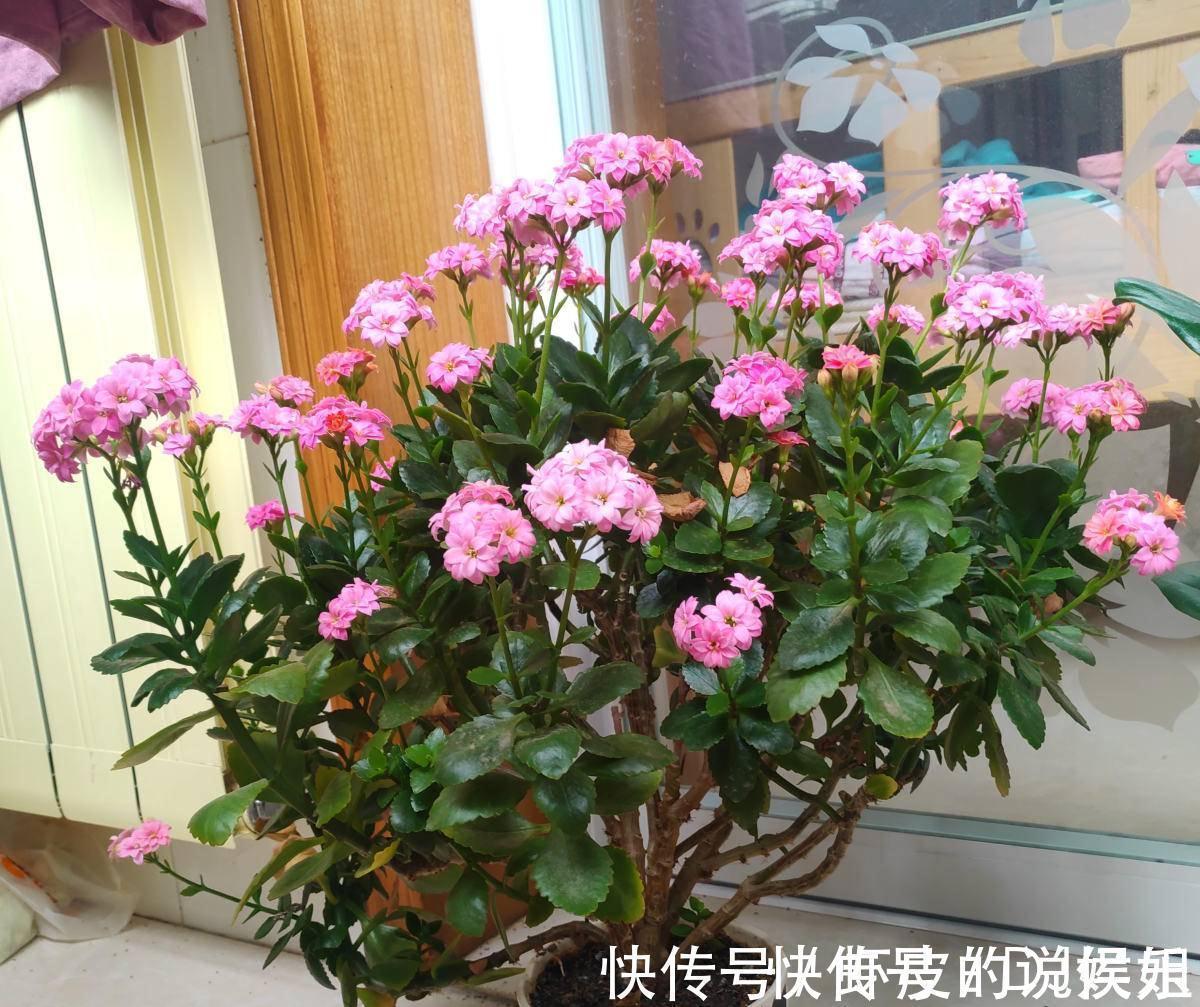 根系|寿命长的“3种花”,最喜欢用小盆栽种,盆越“小”长得越好