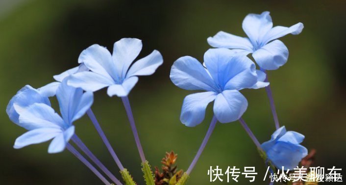 喜欢养花,就养这4种花,剪得越”狠“长得越多,香气”飘满屋“