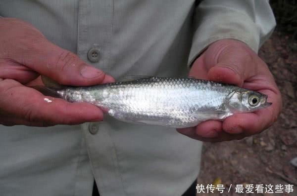 细米糠|钓白条鱼真是累人，用我分享的方法，只要你下钩，它就在那等你