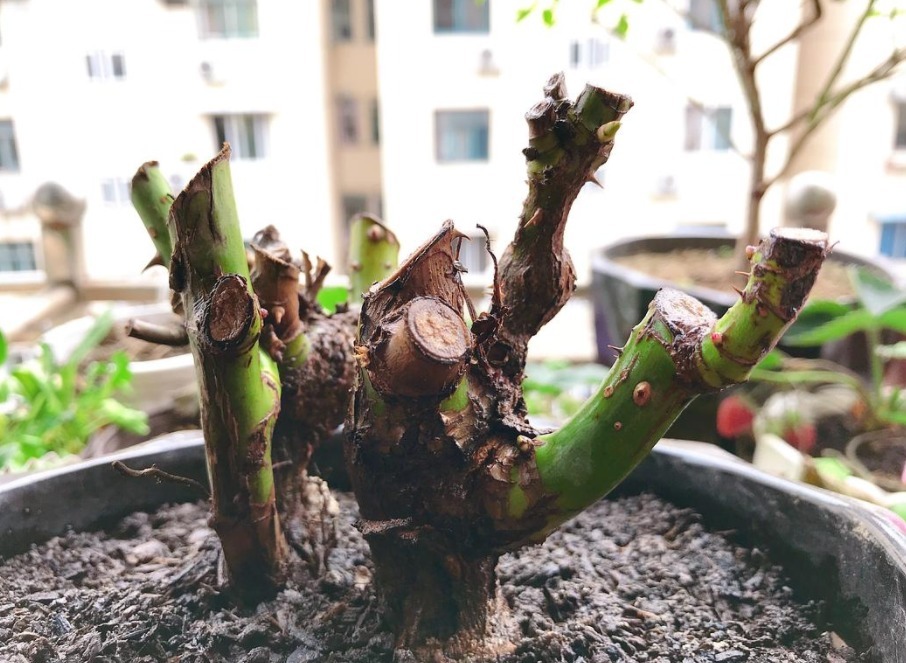 茶叶不能拿来养花,全扔了,真傻!一加工制肥,啥植物都能用