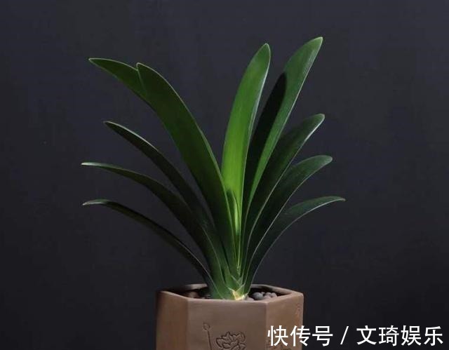 花盆|3个给“君子兰”换盆的小技巧,不伤根、服盆快,叶子厚又亮!