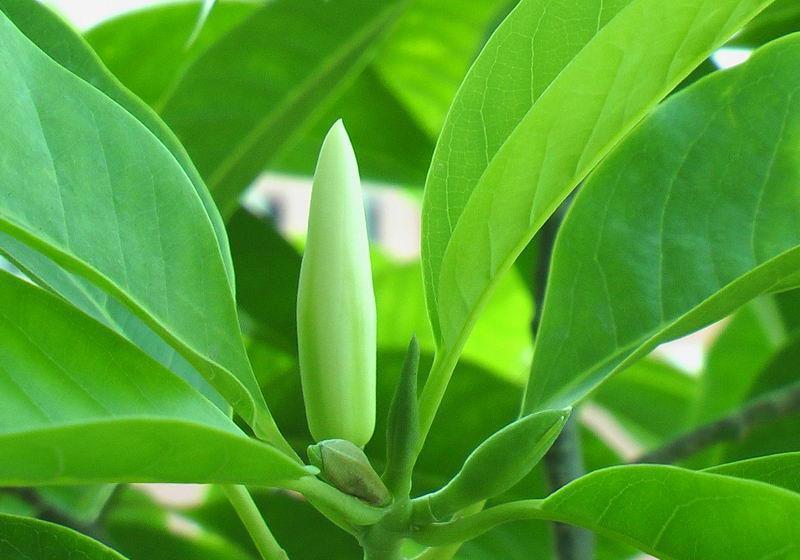 养花|养花试试这几款,花朵犹如流星雨划过的天空,绚烂而美丽