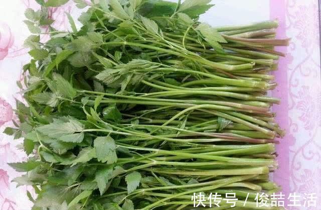 阳荷|奇怪的山野菜,就是去了山里也不一定认出来
