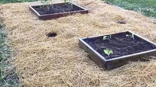 天冷养花怕冻伤，就多晒太阳多铺层它，保证呼呼疯长个