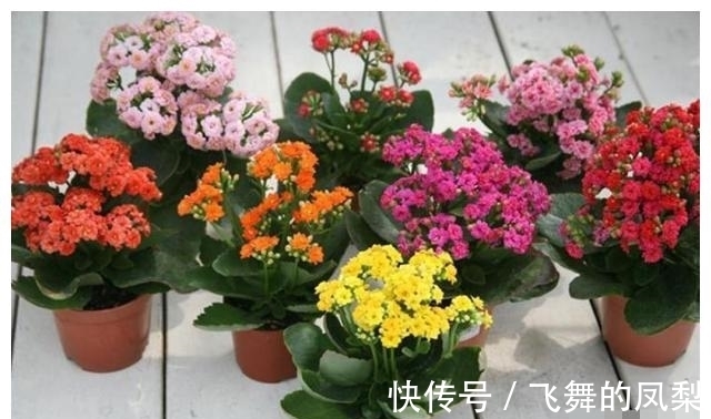 花店老板打死都不会透露的浇水秘诀，真的很管用