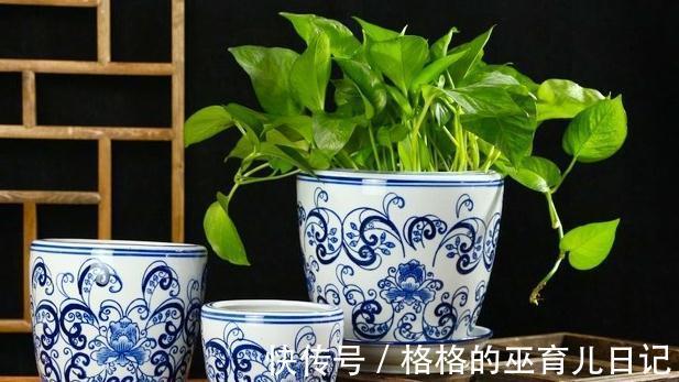 教你几个小妙招,可以把绿萝养成小盆栽,而且能让它油亮翠绿欲滴