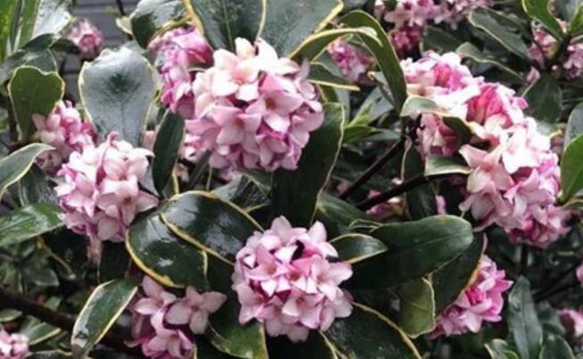 茶花|8月以后，5种花别再修剪了，否则难开花，新手需谨记