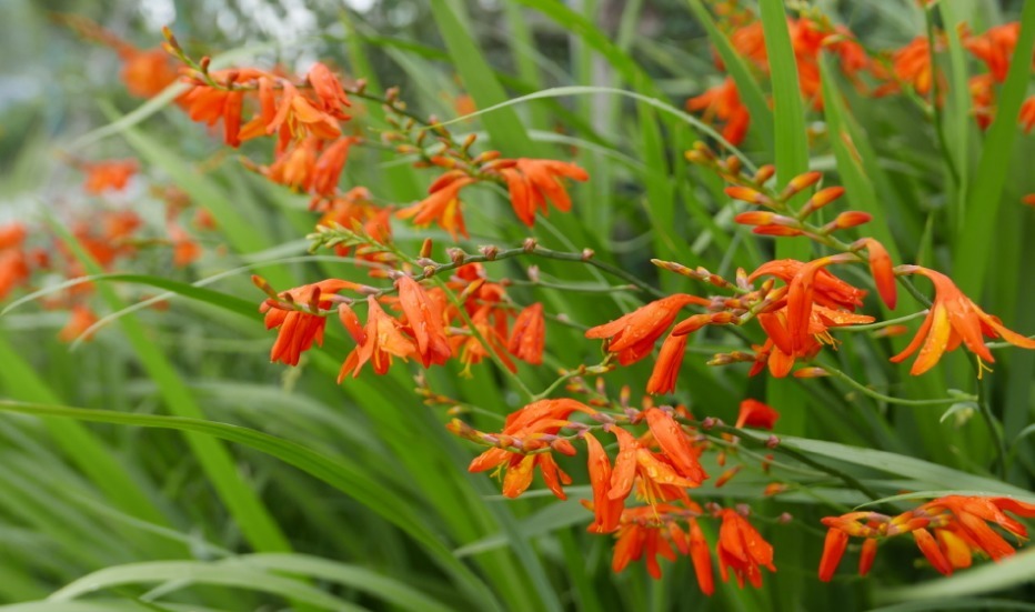 此花靓丽的颜色,就像是一个热情似火的姑娘,一直对你放着电眼