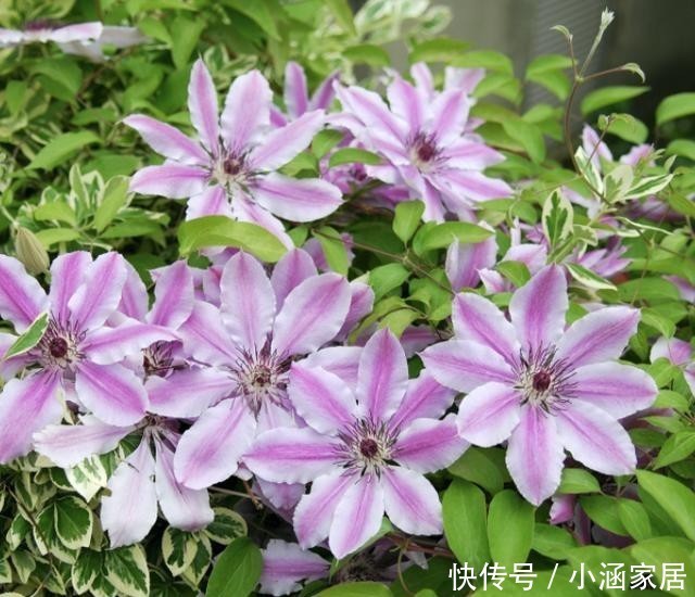  雪地|这5种花，居然在冬天的雪地里都能开花！