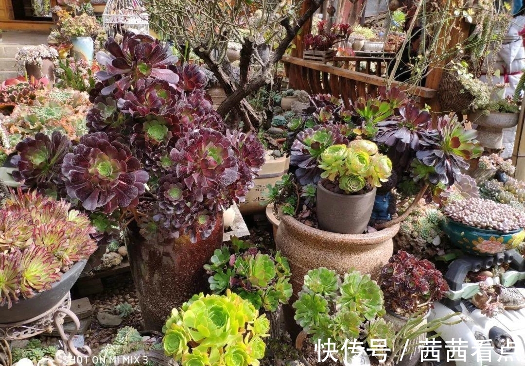 张大姐养多肉, 连屋顶也不放过, 8年种了3万棵!