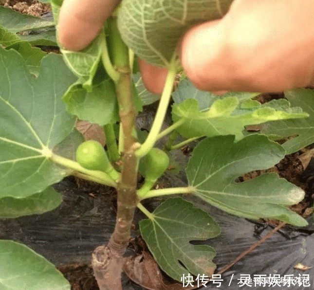 观赏|六种“冻不死”植物，沾土既活，放在家里满屋香！身体还会更健康