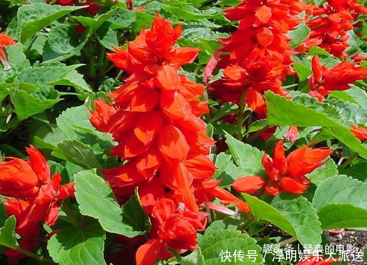 此花色泽鲜艳亮目,火一般的颜色十分喜庆,代表着恋爱的心