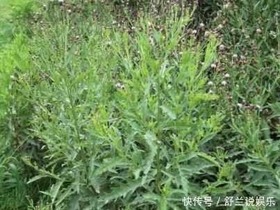 繁殖|农村这种野草繁殖力强，1斤几十元，但知道它的人很少！
