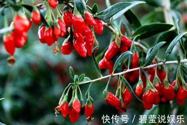 热水|用枸杞泡水时,到底用冷水还是热水原来一直泡错了,难怪没效果