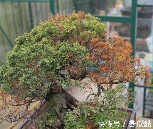 植物体|玩好盆景不容易,玩死它却是手到擒来