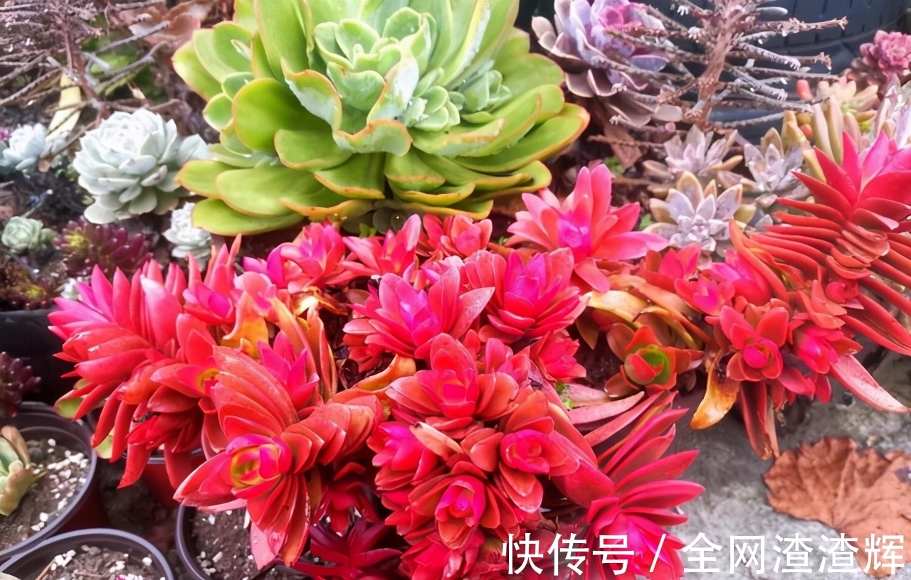 如果有露养的条件，别错过这5款多肉，出了状态红似火漂亮极了