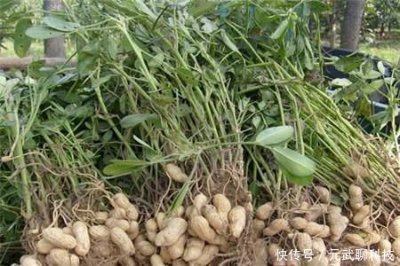 花生仁|养虎皮兰，时常忧虑黄叶、生长迟缓问题，就经常喂点它们吧