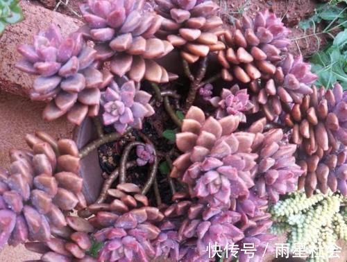 叶片|养多肉3年顺风顺水,多亏选了这6种大普货,现在全是大老桩