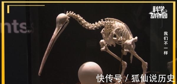 你见过没有翅膀的鸟、长四条腿的鱼吗?