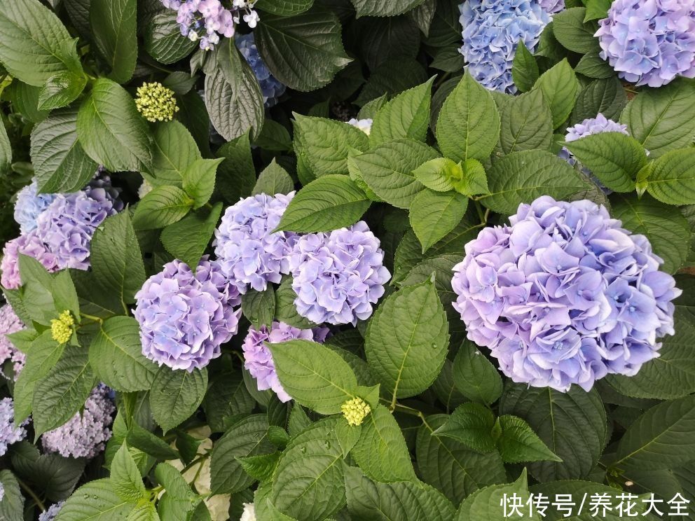 生长期|花朵全休眠也不怕,夏季种这3种花,轻松长疯,让夏天更火热