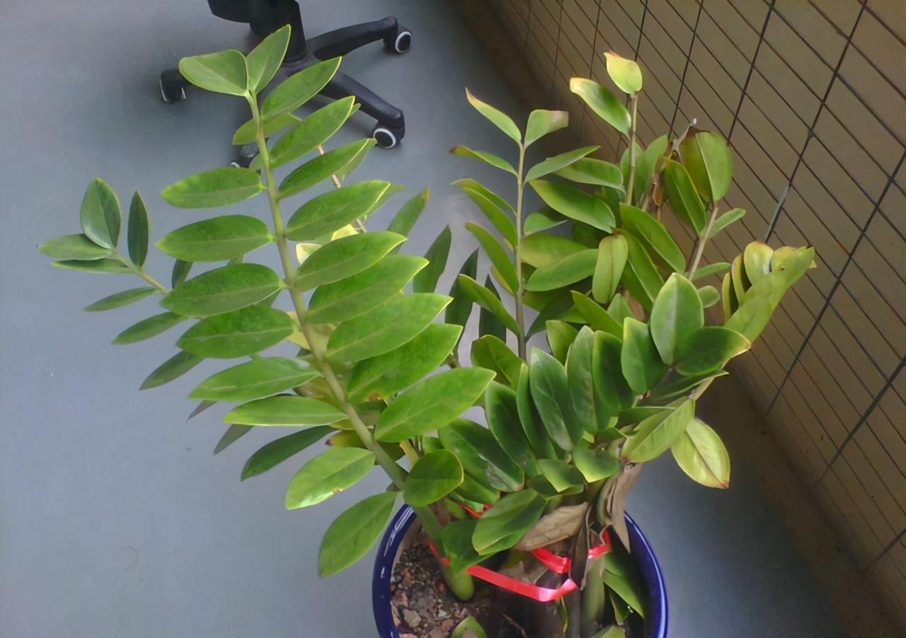 金钱树黄叶干瘪瘪?怎么办?3个表现,一一解决,满盆大新芽