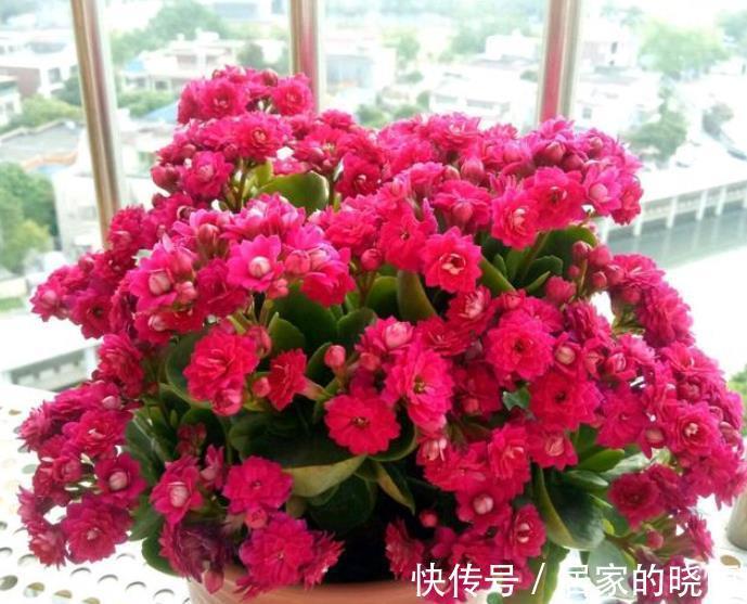 花芽|9月以后，养长寿花少做一件事，才能快速分化花芽，开出满盆花