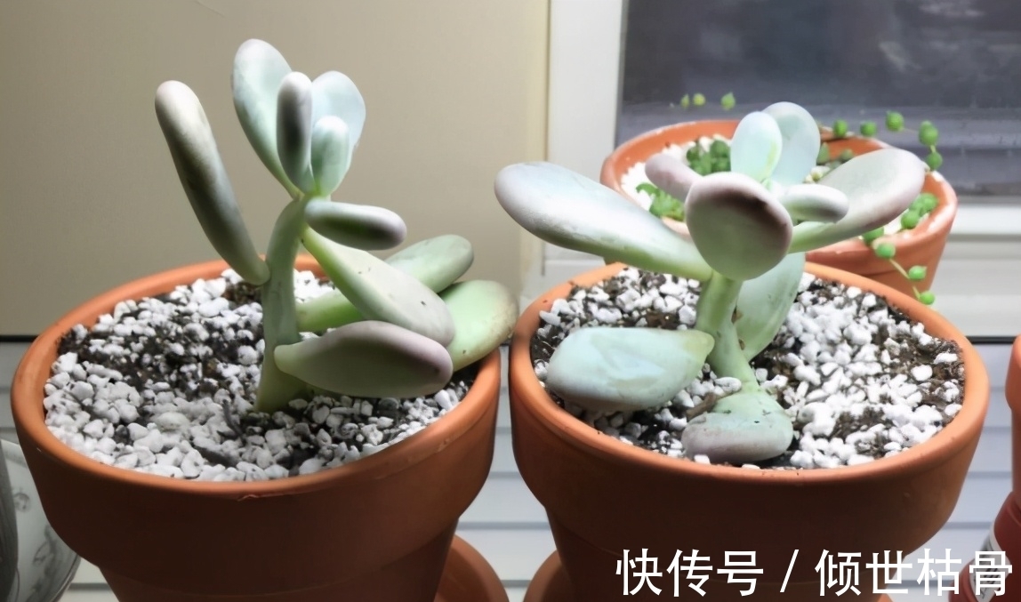 植物|用对方法养花很关键!植物上盆前“掺”它们,土壤就不会结块