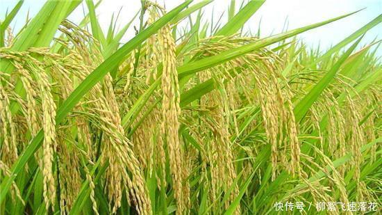 变质|大米生虫不能晒,米店老板教我一招,大米不生虫不变质