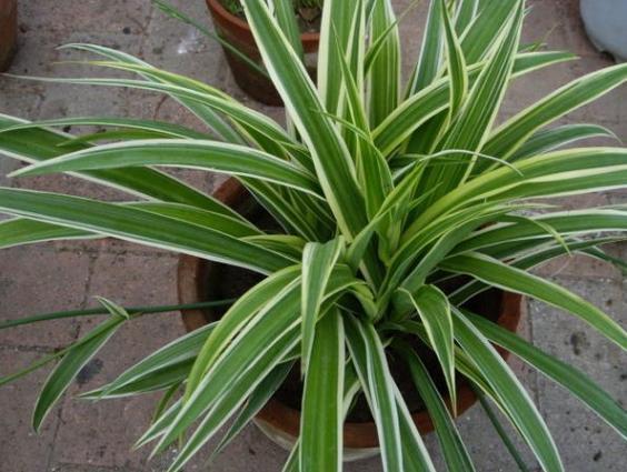 绿化带中的这2样,全是养花的宝贝,盆栽植物还能提供有机质