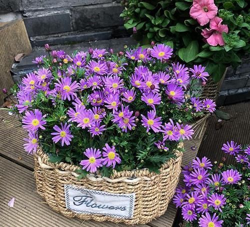 此花是“懒人”的福音,全年花开不断,不用打理就能爆盆