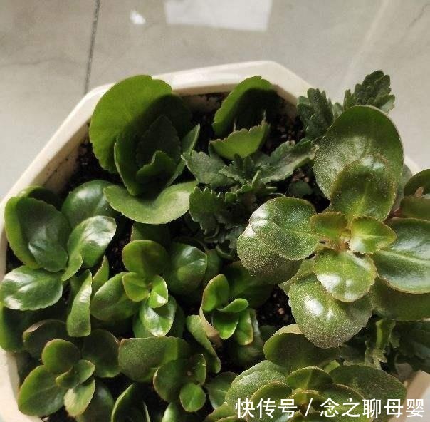 长寿花剪一刀,理个小平头,株型矮壮开花多