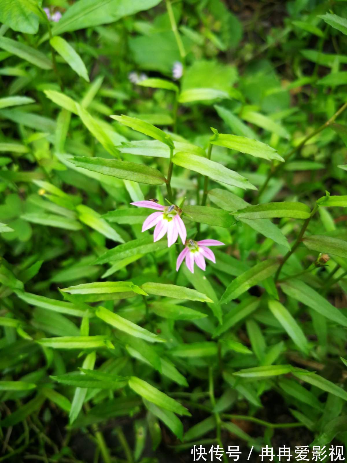 秋季养花大合集,30种花,你想要的我全有!