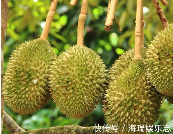 榴莲树|被誉为“水果之王”的榴莲,果农怎样收获优质高产,只需掌握五点