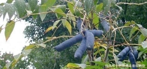 比榴莲还要恶心的水果, 剥开外皮需要勇气, 吃果肉更是要胆大