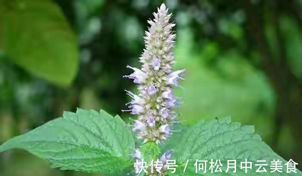 江南人|60种常见野菜，高清大图，收集全了真不容易！