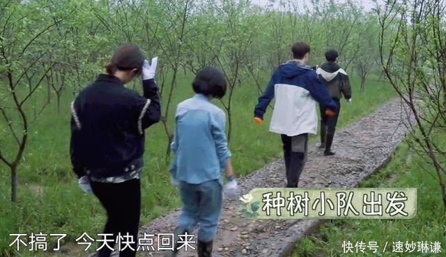 三个人 《向往5》变成了“享受生活”,三个人栽一棵树,只因为一只鸡